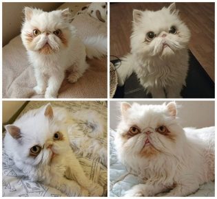 el gato más grande del mundo