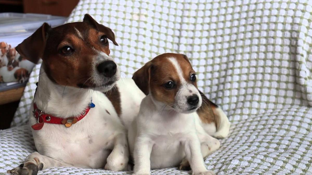 Foto de cachorro y adulto Jack Russell Terrier