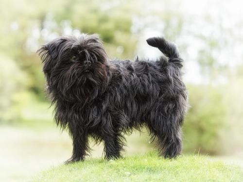 Cachorros de raza pequeña: perros que se quedan pequeño