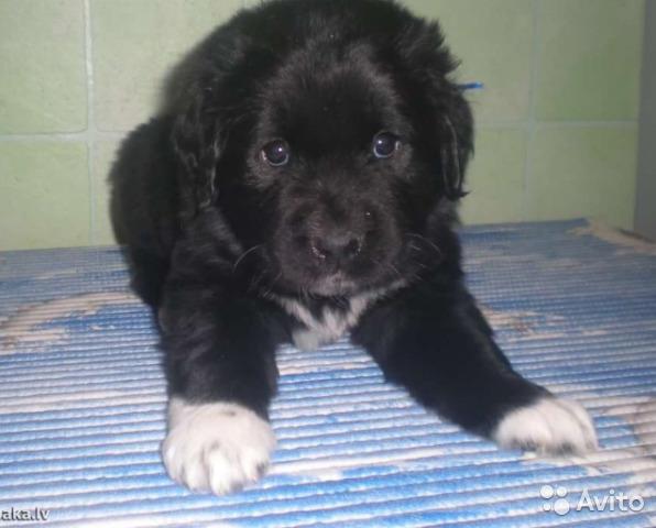 Cachorros de Terranova - foto y crecimiento de 1 a 6 6 mes