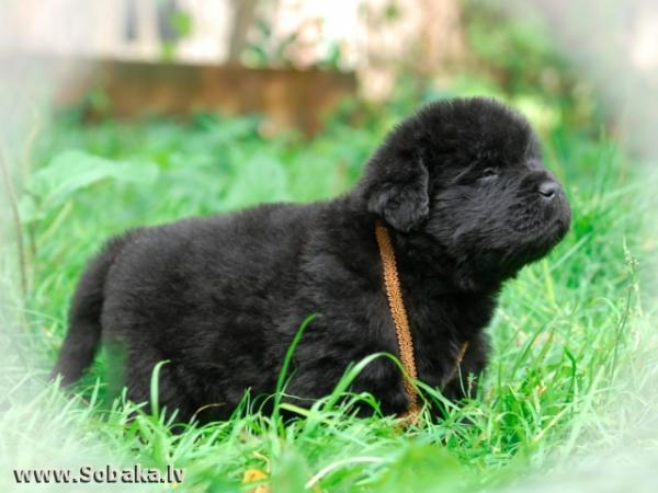 Cachorros de Terranova - foto y crecimiento de 1 a 6 6 mes