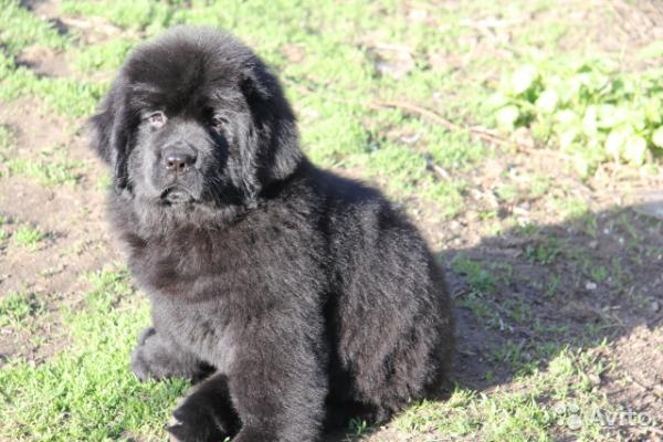 Cachorros de Terranova - foto y crecimiento de 1 a 6 6 mes