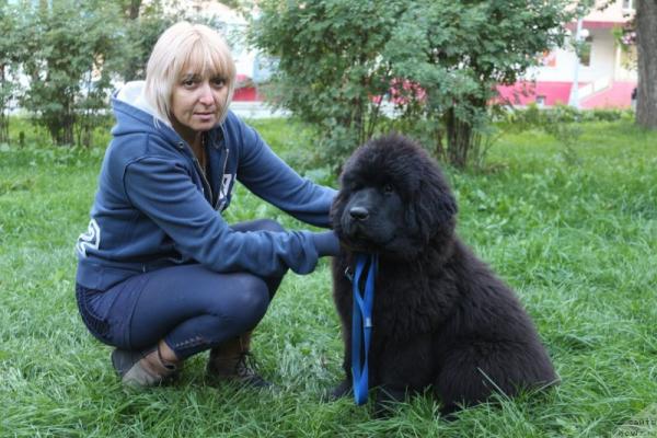 Cachorros de Terranova - foto y crecimiento de 1 a 6 6 mes