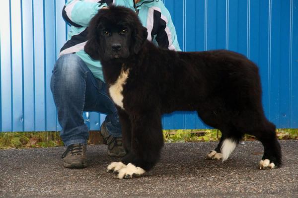 Cachorros de Terranova - foto y crecimiento de 1 a 6 6 mes