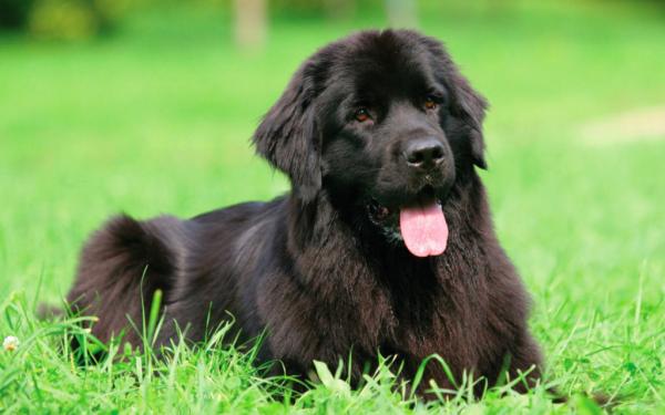 Cachorros de Terranova - foto y crecimiento de 1 a 6 6 mes