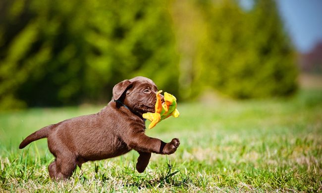 El cachorro labrador siempre está listo para pasear y jugar sin fin