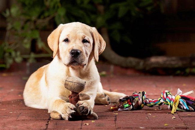 Cada cachorro tiene un juguete favorito que puede masticar para siempre