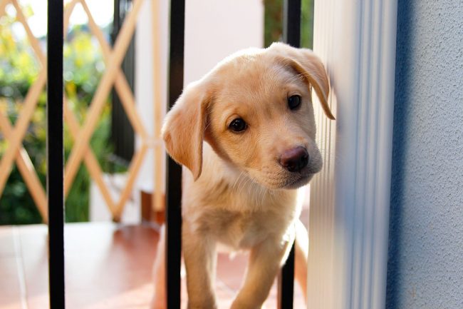 Cachorro labrador mete su curiosa nariz por todas partes