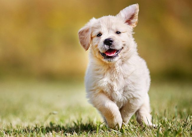 Sonriendo voluntariamente, mirando al perrito feliz de Labrador corriendo