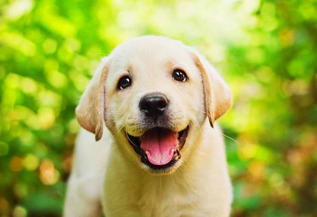 Este cachorro labrador es un gran fanático de tomar fotografías