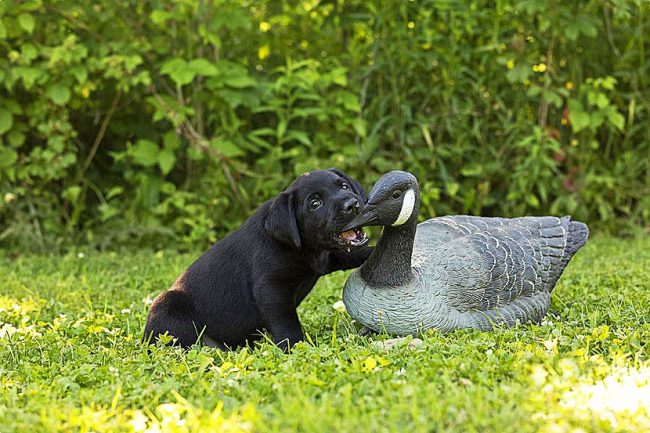 El cachorro labrador está entrenando cacerías para el juego