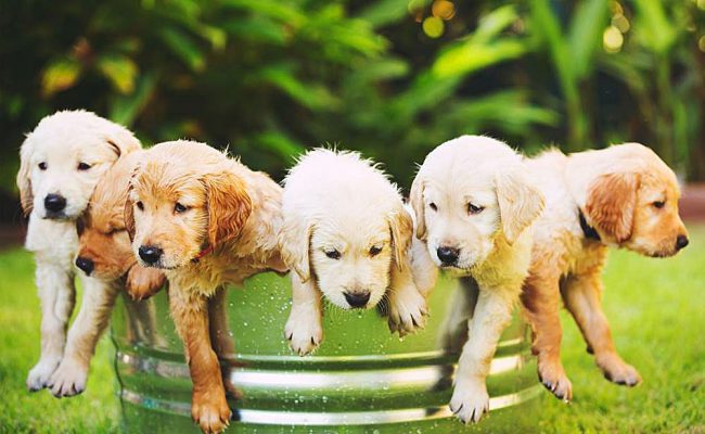 Nadar en el calor del verano es un verdadero placer para los cachorros de Labrador