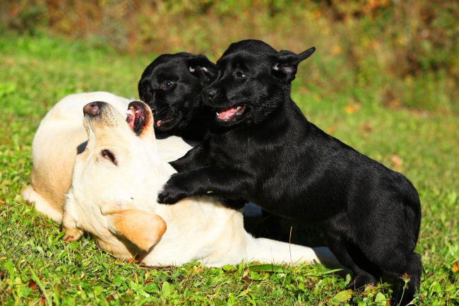 ¿Y quién no tiene miedo de hacer cosquillas aquí?