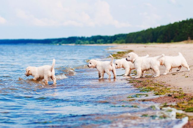 Una bandada de labradores pequeños y valientes están listos para conquistar el mar abierto