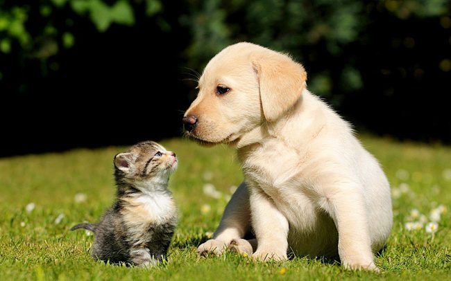 Labrador cachorro y gatito - una dulce pareja