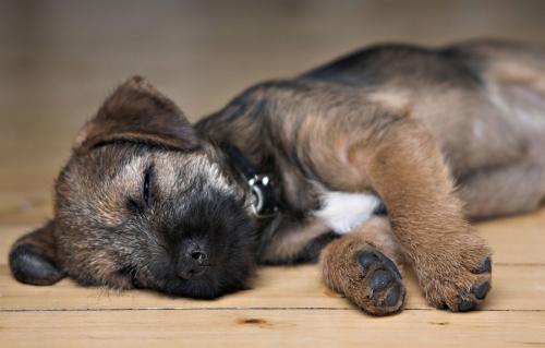 El cachorro no duerme y se queja por la noche: consejos y recomendaciones