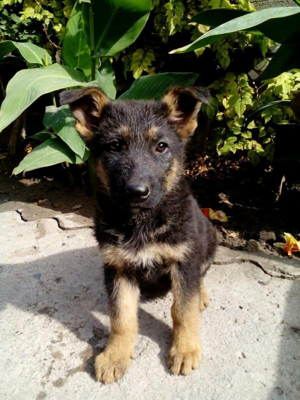 Pastor Alemán cachorro a los 2 meses