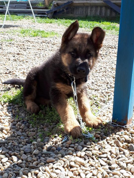 Pastor Alemán cachorro a los 2 meses
