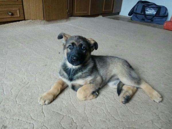 Pastor Alemán cachorro a los 2 meses