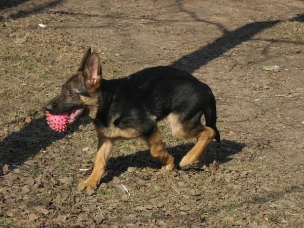 Pastor Alemán cachorro a los 2 meses