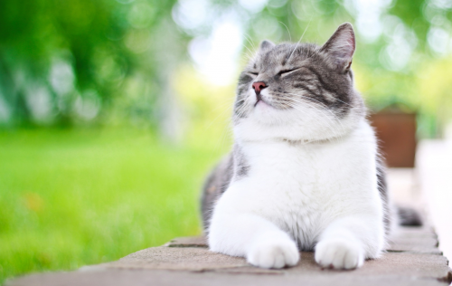 Pelo y piel de un gato sano.