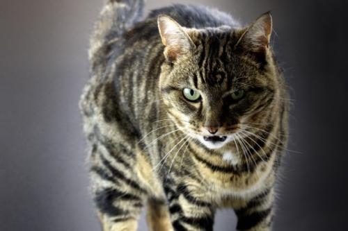 Siseos y agresiones en los gatos: por qué gruñe un gato y siseos?