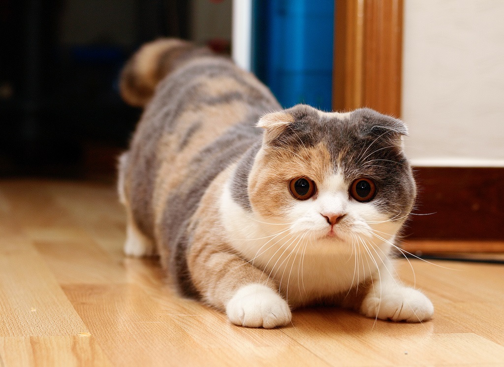 Gato doble escocés