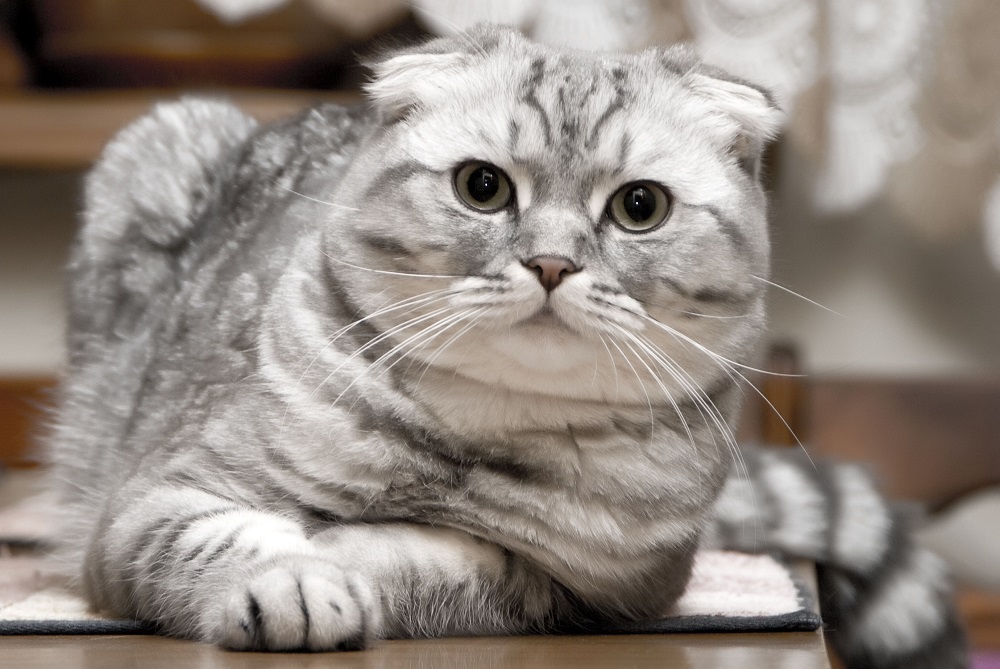 Scottish fold cat - foto