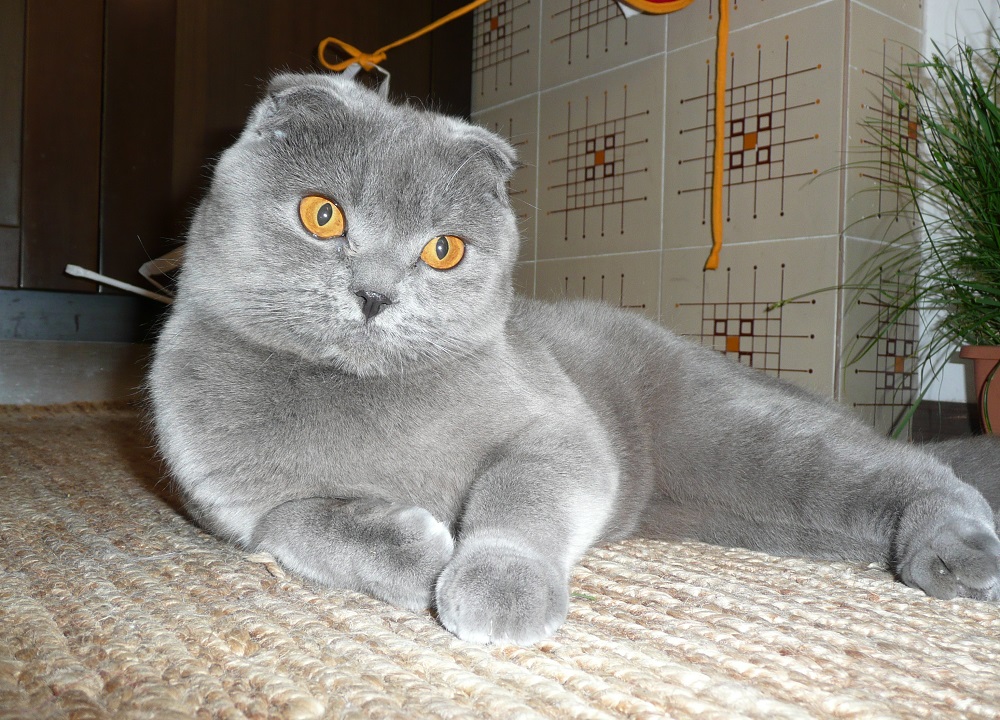 Scottish fold cat - foto y descripción