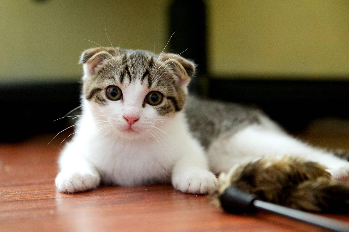 Scottish fold cat - carácter y cuidado de la raza