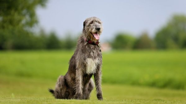 Perro lobo irlandés