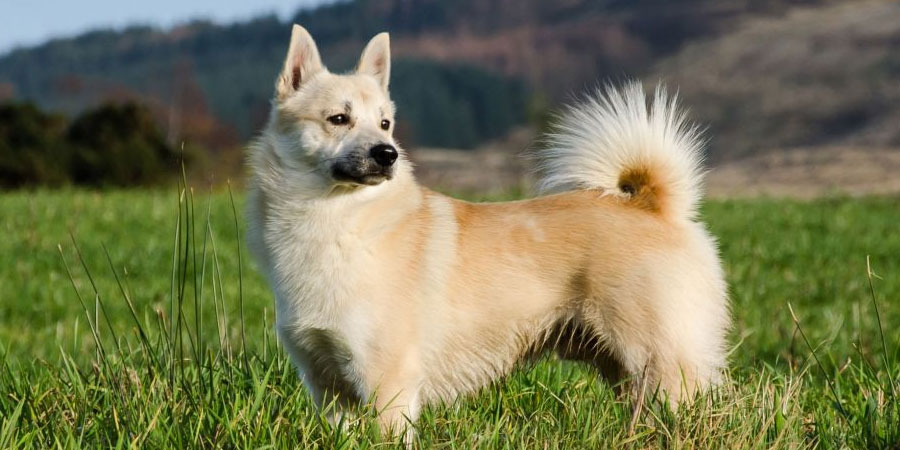 Razas de perros escandinavos