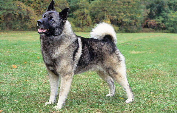 Razas de perros escandinavos