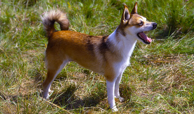 Razas de perros escandinavos