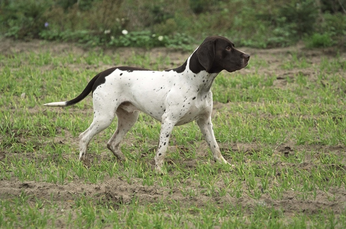 Razas de perros escandinavos