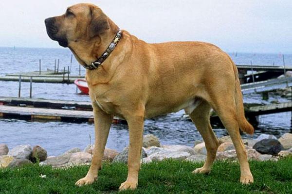 Razas de perros escandinavos