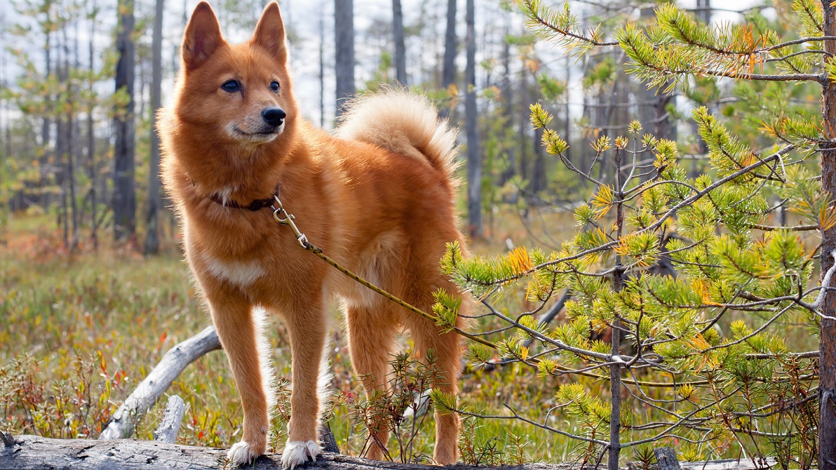 Razas de perros escandinavos