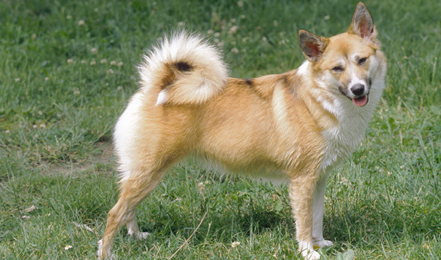 Razas de perros escandinavos