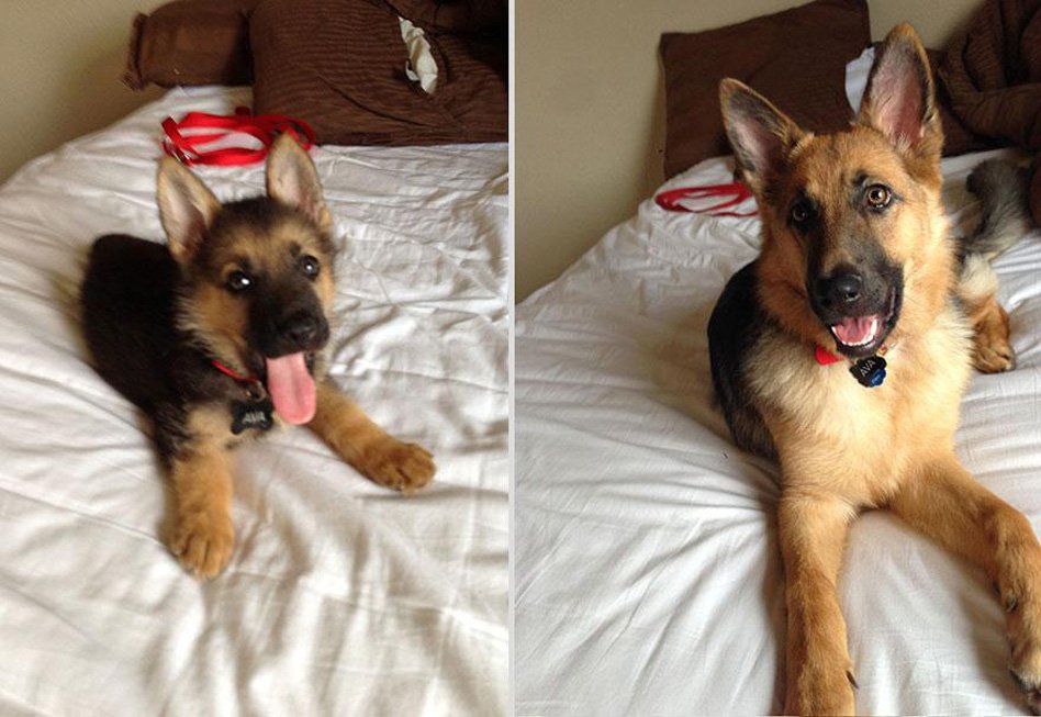 Pastor alemán antes y después de que el perro haya crecido