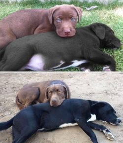 Perros antes y después de crecer