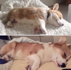 Corgi antes y después de crecer