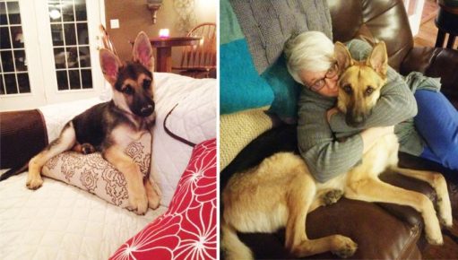 Pastor alemán antes y después de que el perro haya crecido