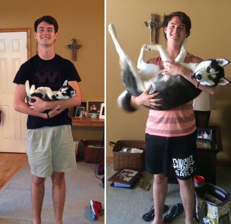 Husky antes y después de que el perro haya crecido