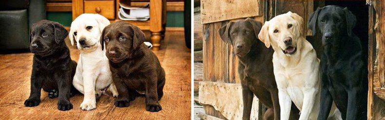 Labradores antes y después de que crecieron