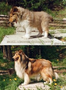 Collie en la infancia y la edad adulta