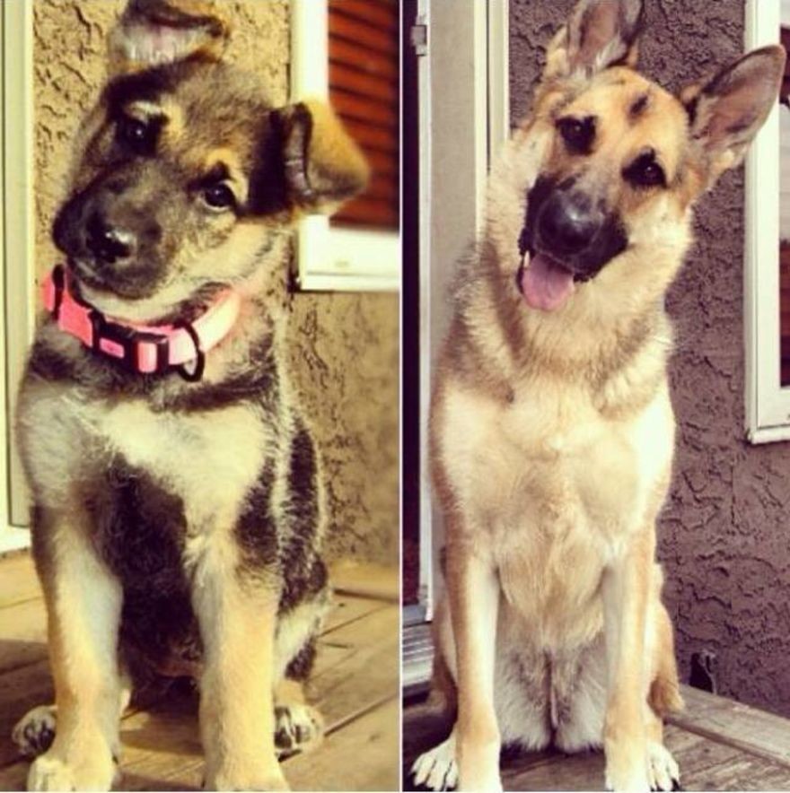 Pastor alemán antes y después de que el perro haya crecido