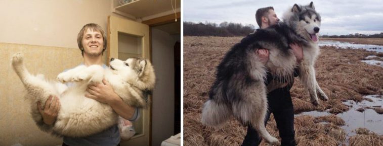 Alaskan Malamute antes y después de que creciera