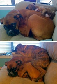 Boxer con mamá en la infancia y la edad adulta