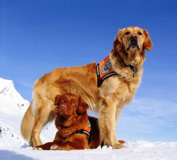 Rescate de perros