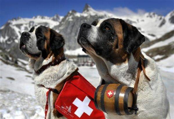 Habilidades para perros de rescate